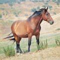 Equus caballus