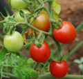Solanum lycopersicum