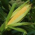Zea mays