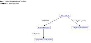 Dantrolene metabolic pathway