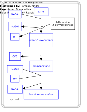 Aminopropanol biosynthesis