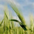 Hordeum vulgare