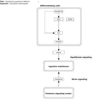 Equilibrium signaling of differentiated cells