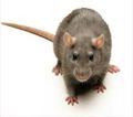 Rattus norvegicus