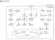 WikiPathways model