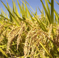 Oryza sativa