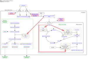 Thiamine metabolic pathways