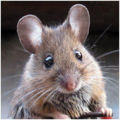 Mus musculus