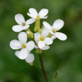 Arabidopsis thaliana