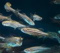 Danio rerio