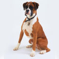 Canis familiaris