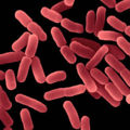 Bacillus subtilis