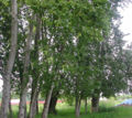 Populus trichocarpa