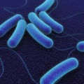 E.coli