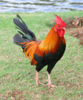Gallus gallus