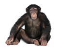 Pan troglodytes