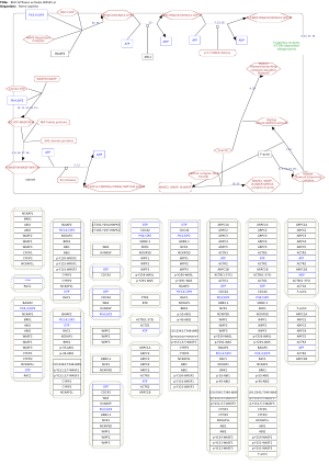 RHO GTPases activate WASPs and WAVEs