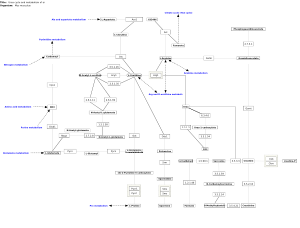 Urea cycle and metabolism of amino groups