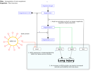 Deregulation of renin-angiotensin system by SARS-CoV infection