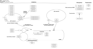 Translation factors