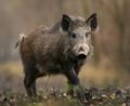 Sus scrofa