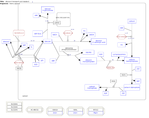 Abacavir transport and metabolism