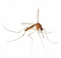 Anopheles gambiae