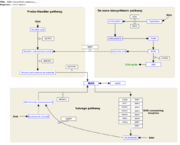 WikiPathways model