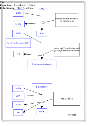 Pantothenate biosynthesis II