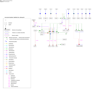 Hedgehog signaling pathway