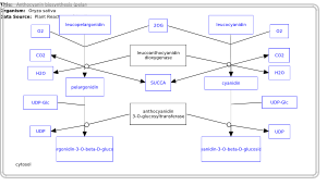 Anthocyanin biosynthesis (pelargonidin 3-O-glucoside, cyanidin 3-O-glucoside)