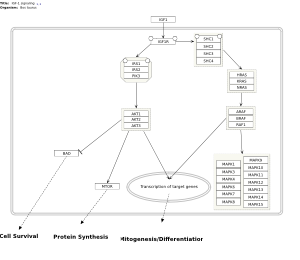 IGF-1 signaling