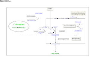 Sucrose metabolism