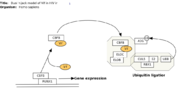 WikiPathways model