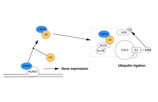 WikiPathways styled in Cytoscape