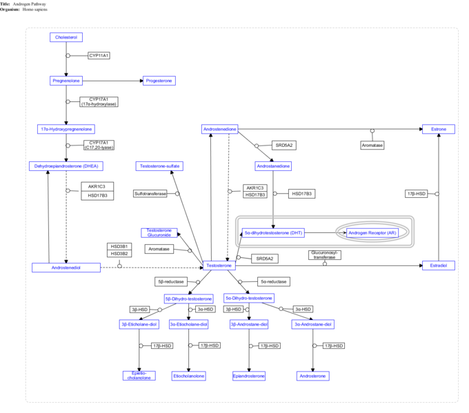 Image:Isis androgen pathway png.png