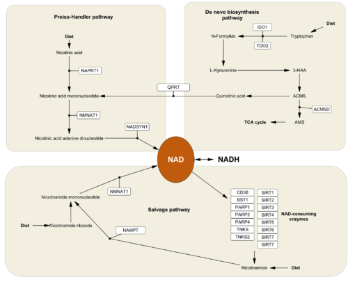 WikiPathways styled in Cytoscape