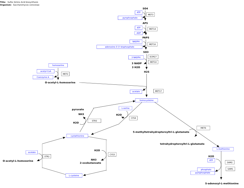 Image:WP7.svg
