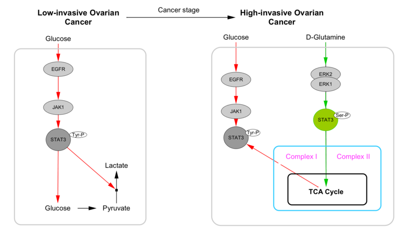 Image:WP Styling Help TCACycleCancer.png