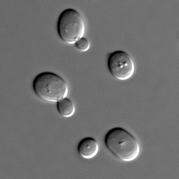Image:Yeast.jpg